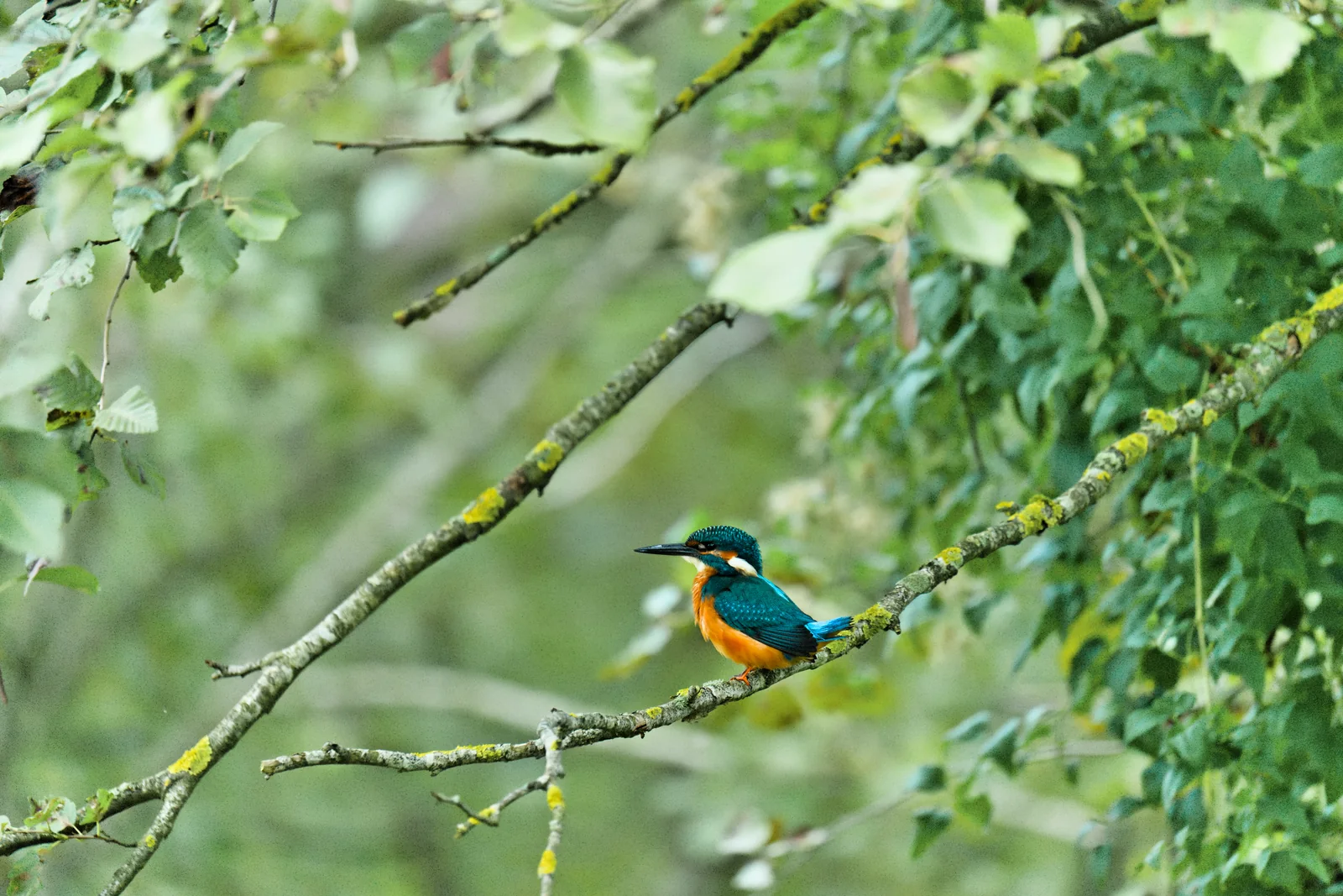 Kingfisher on a branch, after editing: warm, clear colors