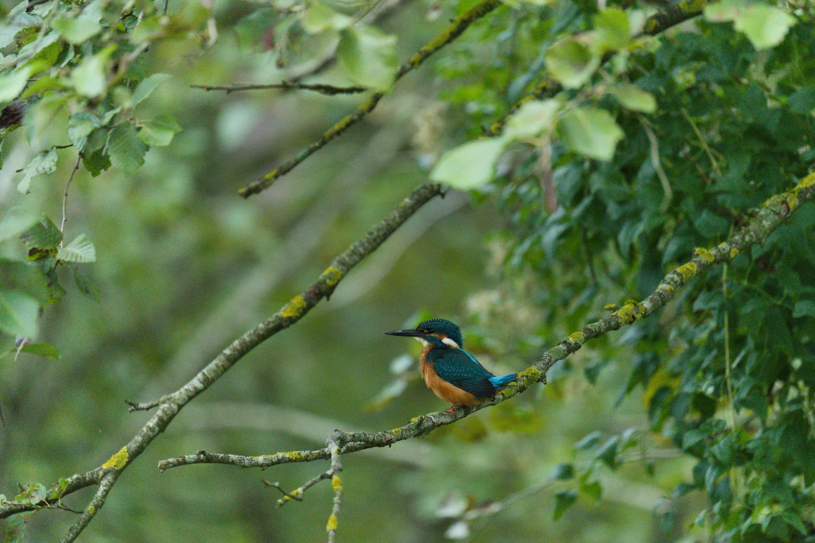 The same photo before editing: flat and dull