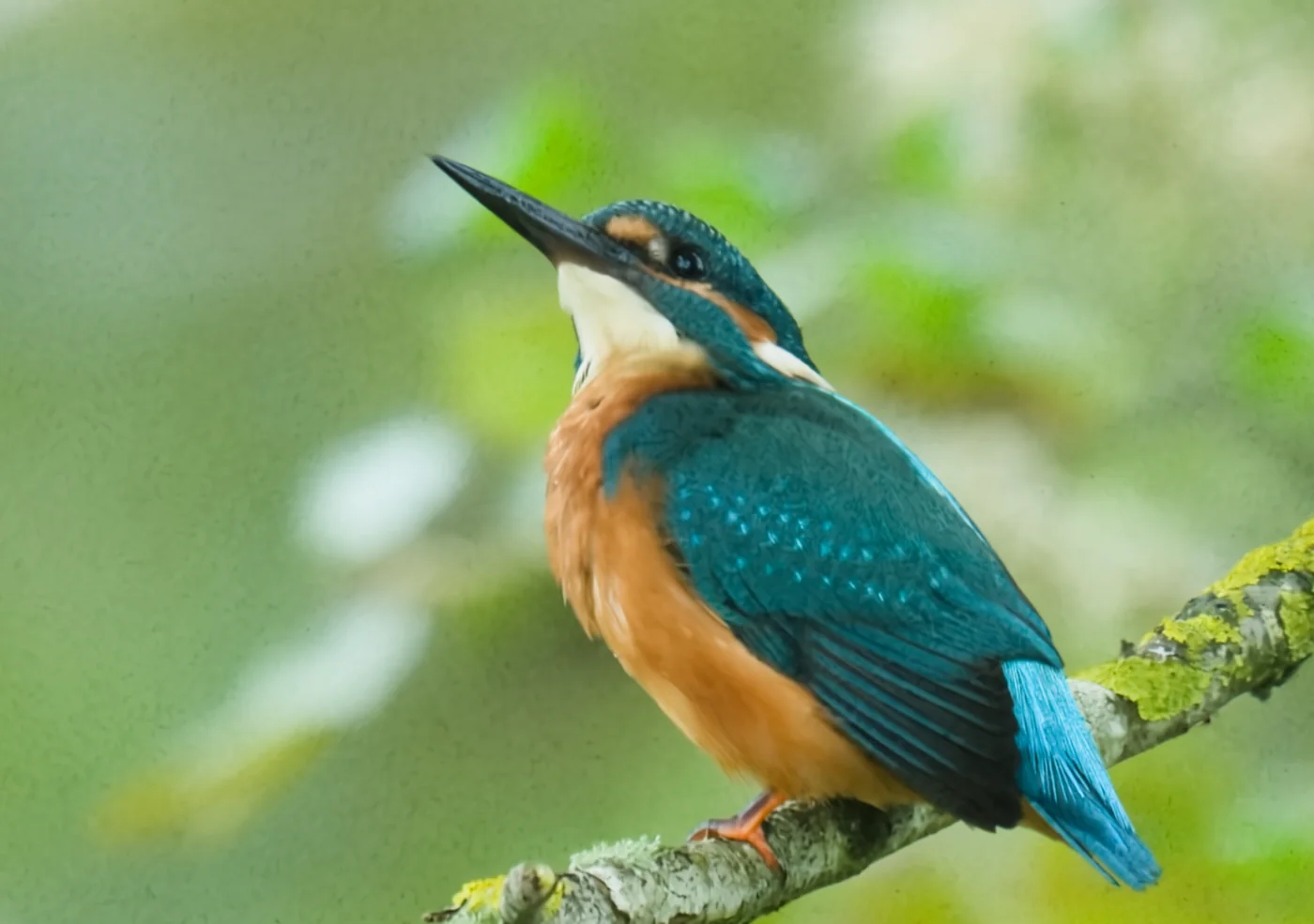 Kingfisher at 100 percent after AI noise reduction